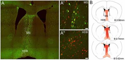 Septal GABA and Glutamate Neurons Express RXFP3 mRNA and Depletion of Septal RXFP3 Impaired Spatial Search Strategy and Long-Term Reference Memory in Adult Mice